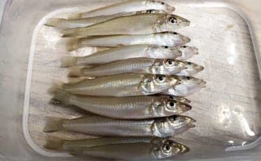 サーフでの投げ釣りで本命キス15匹【新潟・上越】釣れない時は移動が正解？