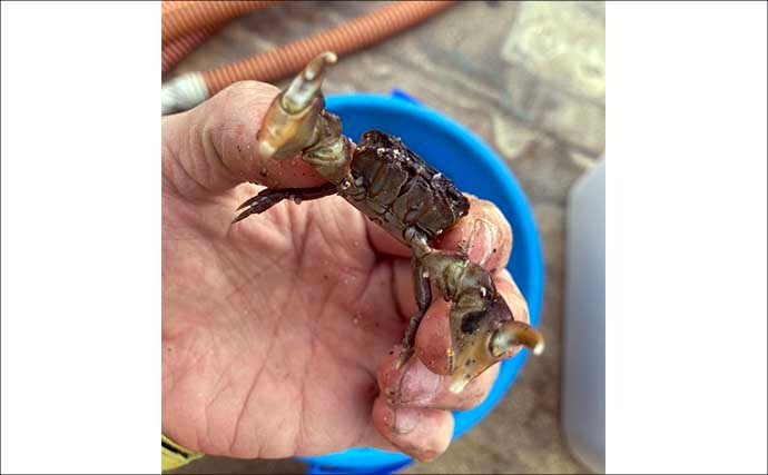 最低気温0度の中でもアサリを続々発見！ 無人島での潮干狩りで6kgと好スタート