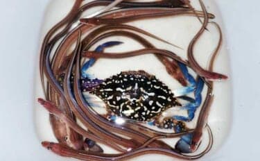 霞ヶ浦埠頭のチョイ投げ釣りでアナゴ17匹キャッチ!【三重】良型40cm超も浮上