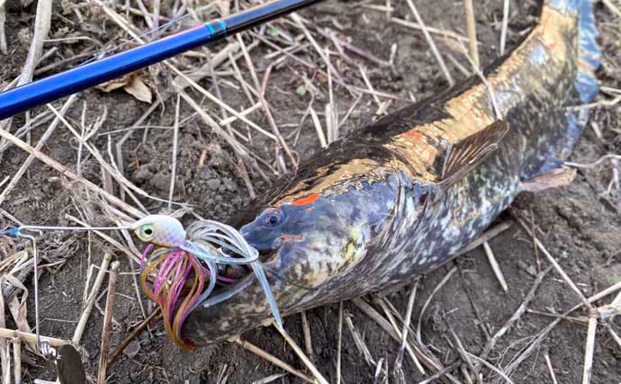 ルアーナマズ釣りで6匹キャッチ！【埼玉】スピナーベイトの微速巻きに好反応