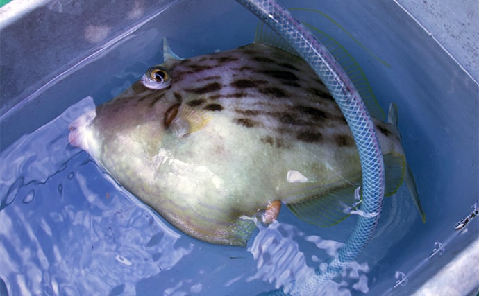 冬の東京湾「船カワハギ釣り」入門　【タックル・誘い方・食べ方を解説】