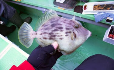 冬の東京湾「船カワハギ釣り」入門 【タックル・誘い方・食べ方を解説】