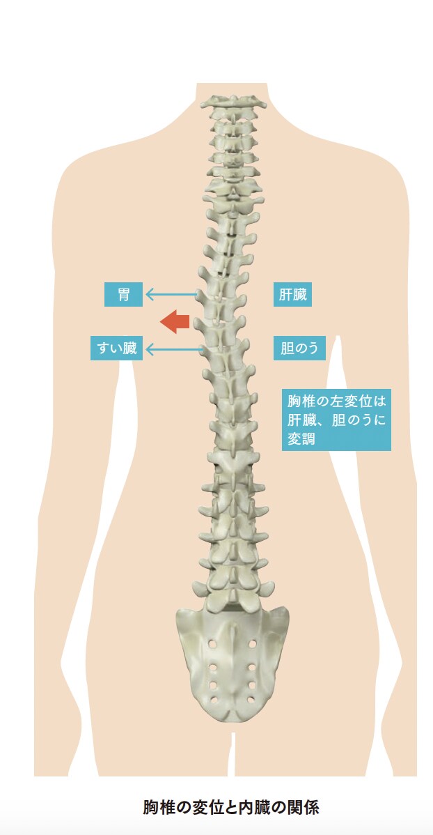 胸椎の変位と内臓の関係【背骨コンディショニング】