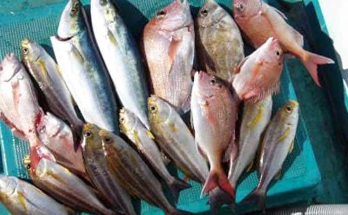 関西エリアの【船釣り特選釣果】タイサビキでマダイ好反応！青物・根魚も各地で上向き