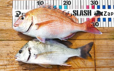 「サビキとタイラバどっちが好み?」疎遠だったタイラバ釣行でマダイにキビレ【兵庫】