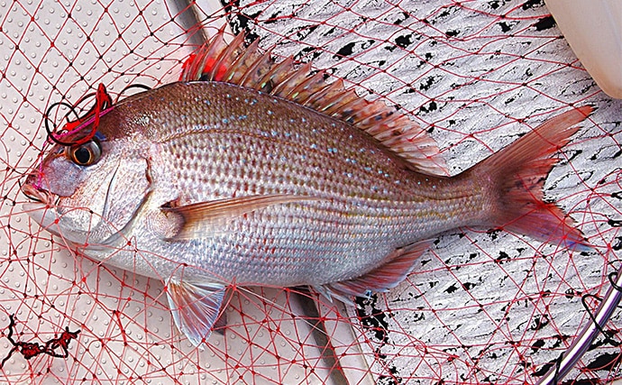 「サビキとタイラバどっちが好み？」疎遠だったタイラバ釣行でマダイにキビレ【兵庫】