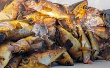 船サビキ釣りでメバルが爆釣！美味しいお土産が充実【沖釣り最新情報・石川】