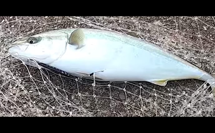 「サゴシ回遊は終盤戦か」大阪南港魚つり園でのショアジギ釣行でなんとかサゴシ1本