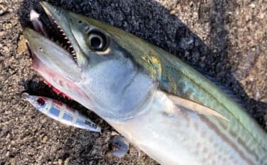 「サゴシ回遊は終盤戦か」大阪南港魚つり園でのショアジギ釣行でなんとかサゴシ1本