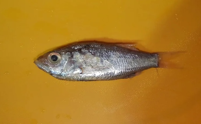 魚類最大のグループ「スズキ目」から『スズキ』が脱退？　分類調査の科学技術進歩が理由