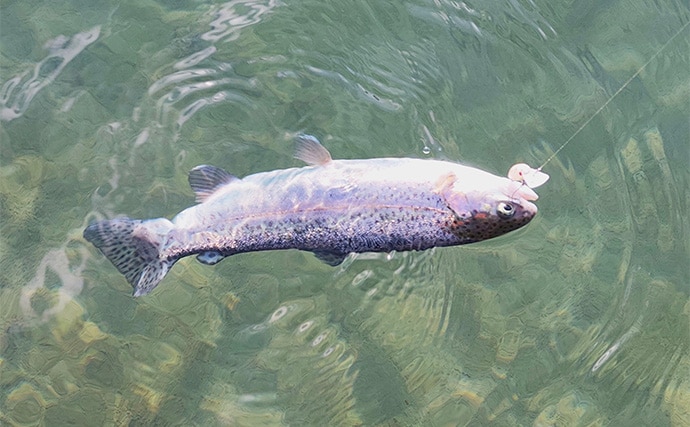 富士山を眺めながらエリアトラウト釣行を満喫【静岡・アルクスポンド焼津】