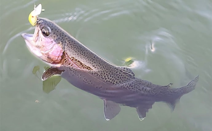 富士山を眺めながらエリアトラウト釣行を満喫【静岡・アルクスポンド焼津】