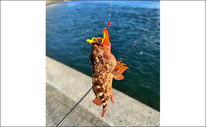 アジングタックルで秋のロックゲームに挑戦【熊本】スイミングでアコウをゲット！