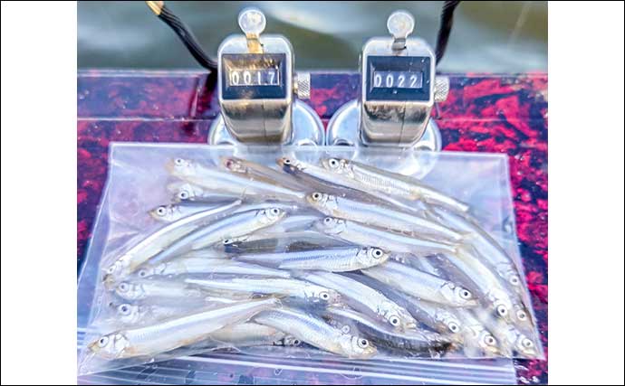 高滝湖のボートワカサギ釣りで39尾キャッチ【千葉】厳寒前で群れが薄く食いも渋め