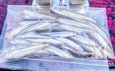 高滝湖のボートワカサギ釣りで39尾キャッチ【千葉】厳寒前で群れが薄く食いも渋め