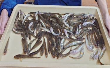 ミャク釣り＆チョイ投げでマハゼ148匹を手中！【岐阜・揖斐川】最大17cmの良型も登場