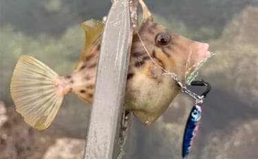 1年を通して陸っぱり釣りを楽しむ方法 【季節ごとのターゲットと真夏＆真冬の過ごし方】