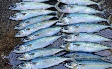 「渋い熱海港のサバを攻略！」サビキからフカセ釣りへの変更で連続ヒット【静岡】