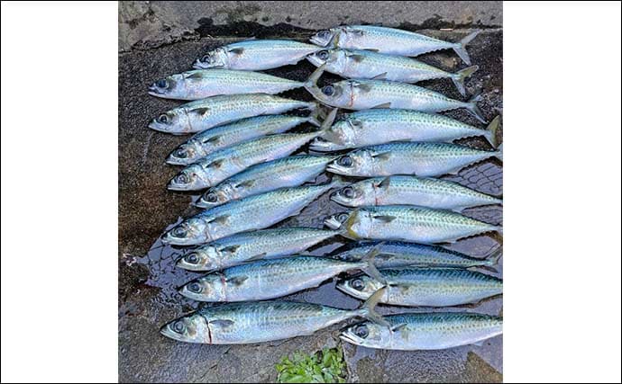 「渋い熱海港のサバを攻略！」サビキからフカセ釣りへの変更で連続ヒット【静岡】