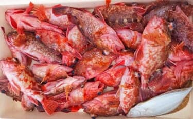 船カサゴ釣りで27匹と好調!【愛知・第二武丸】3連掛けも達成