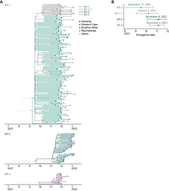 G2P-Japanが科学雑誌『セル』に発表した論文に載せた図のひとつ。オミクロン3兄弟が生まれた時期を推定したもの。