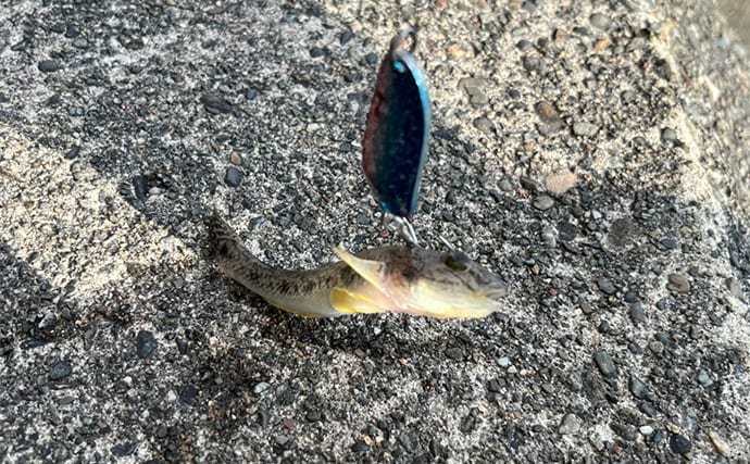 「浜名湖でダイソースプーンが大活躍!」チヌは不発もハゼが好反応【表鷲津湖岸公園】