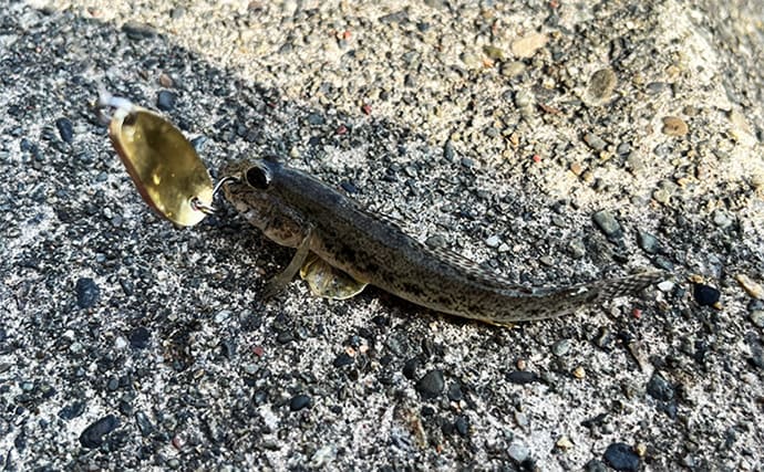 「浜名湖でダイソースプーンが大活躍!」チヌは不発もハゼが好反応【表鷲津湖岸公園】