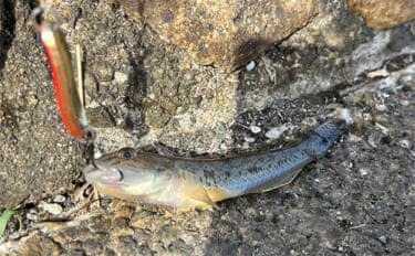 「浜名湖でダイソースプーンが大活躍!」チヌは不発もハゼが好反応【表鷲津湖岸公園】