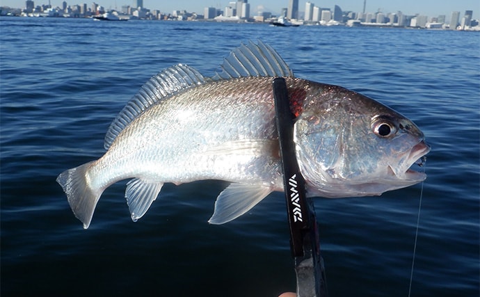 「東京湾バチコンアジングが面白い！」25cm級アジの入れ食いを堪能【渡辺釣船店】
