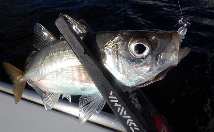 「東京湾バチコンアジングが面白い！」25cm級アジの入れ食いを堪能【渡辺釣船店】