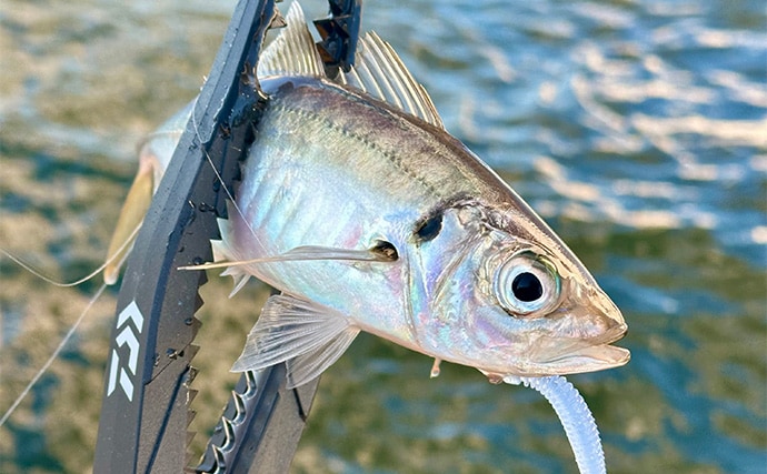 「東京湾バチコンアジングが面白い！」25cm級アジの入れ食いを堪能【渡辺釣船店】