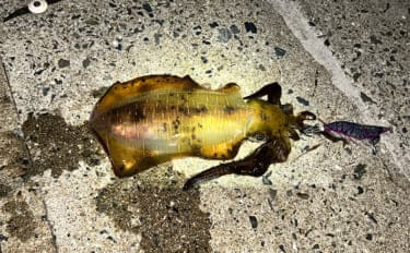 エギンガーから人気がない【潮流が速いポイントでエギング】してみた　良型アオリを好捕！