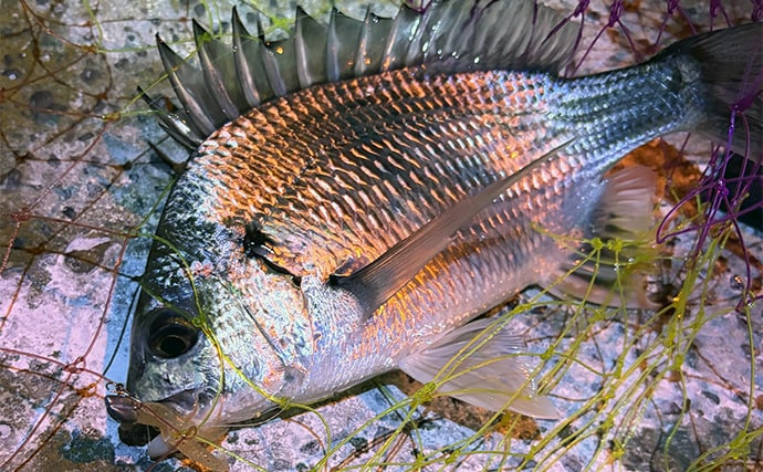 大阪南港でのアジングでアジ2桁釣果も巨ボラに苦戦　ゲストにキビレ顔出し