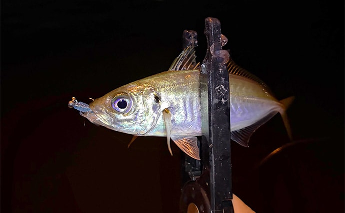 大阪南港でのアジングでアジ2桁釣果も巨ボラに苦戦　ゲストにキビレ顔出し