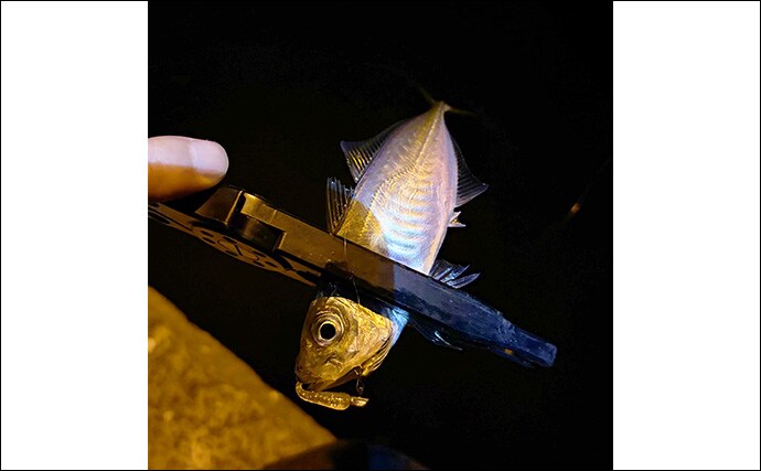 大阪南港でのアジングでアジ2桁釣果も巨ボラに苦戦　ゲストにキビレ顔出し