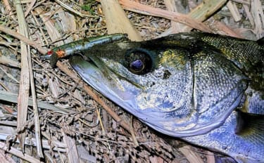 沈むルアー代表「シンキングミノー」は真冬こそ効果的!低活性時の使い方を解説