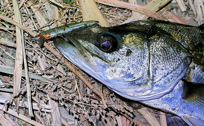 沈むルアー代表「シンキングミノー」は真冬こそ効果的！低活性時の使い方を解説