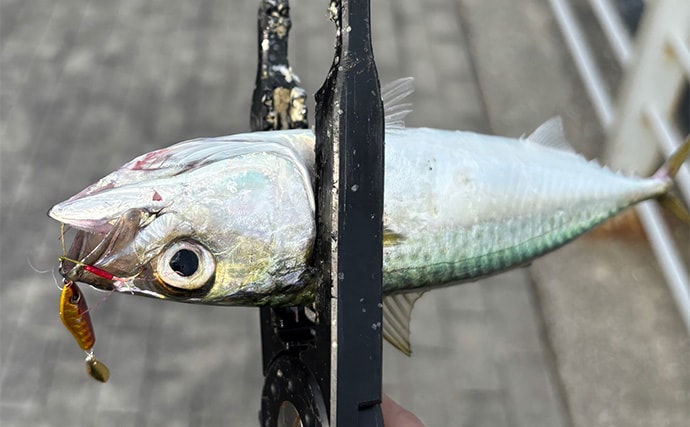 ライトショアジギング『LSJ』超入門　ブレードをメタルジグに付ける意味って何？