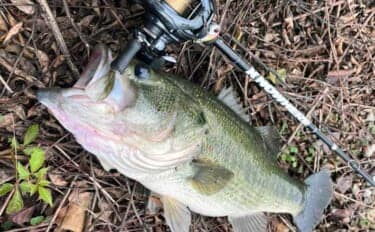 「五三川バス釣りで一線を越えた！」誰もが二度見するランカー52cm捕獲【岐阜】