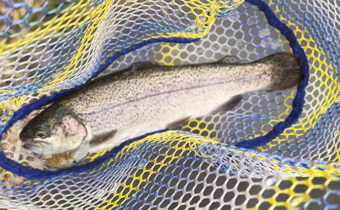 再オープン直後の『日本ラインマス釣り場』で終了間際に覚醒モード到来！【岐阜】