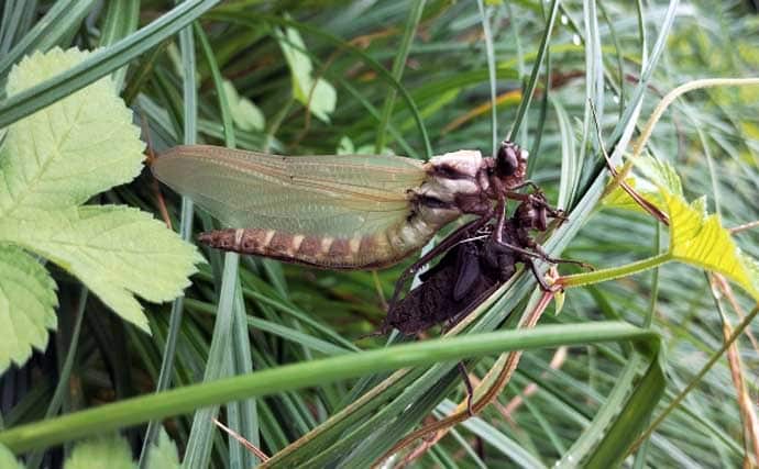 「渓流釣りのエサは季節で変わる！」 春～初夏に活躍する川虫3選を解説