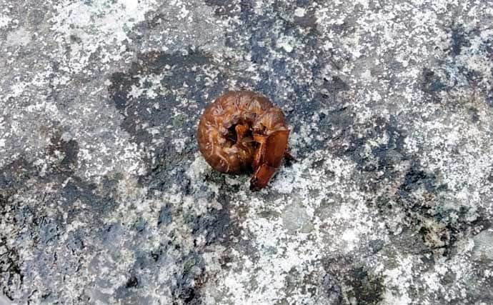 「渓流釣りのエサは季節で変わる！」 春～初夏に活躍する川虫3選を解説