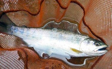 「渓流釣りのエサは季節で変わる!」 春~初夏に活躍する川虫3選を解説