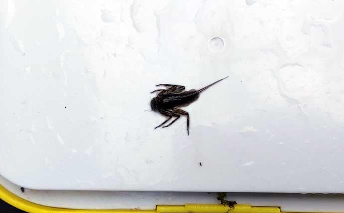 「渓流釣りのエサは季節で変わる！」 春～初夏に活躍する川虫3選を解説