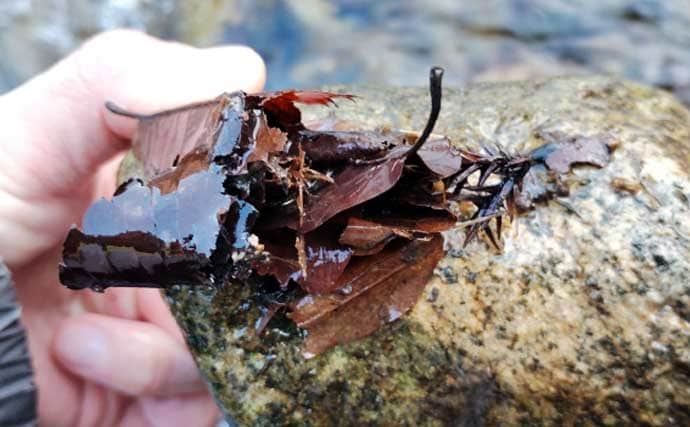「渓流釣りのエサは季節で変わる！」 春～初夏に活躍する川虫3選を解説