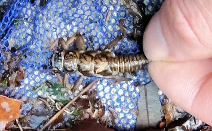 「渓流釣りのエサは季節で変わる！」 春～初夏に活躍する川虫3選を解説