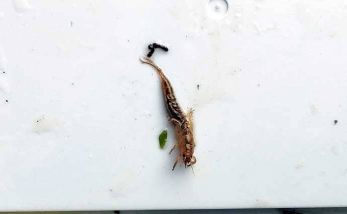 「渓流釣りのエサは季節で変わる！」 春～初夏に活躍する川虫3選を解説