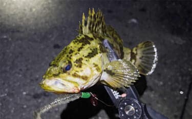 「厳冬期でも魚は釣れる?」 大阪湾沿岸の陸っぱり釣りの近況をまとめて紹介