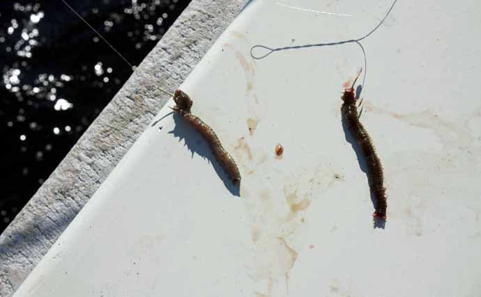 船シロギス釣りで20cm良型をキャッチ！【東京湾】釣果激変のカギはエサのひと工夫