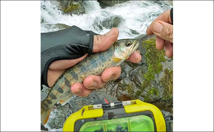 「解禁1ヶ月後の本流でも釣れる？」吉田川の渓流エサ釣りでまさかのアマゴ連発